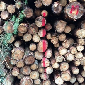 30 Stripes of&nbsp;Red